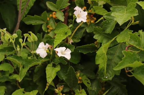 Convolvulus farinosus