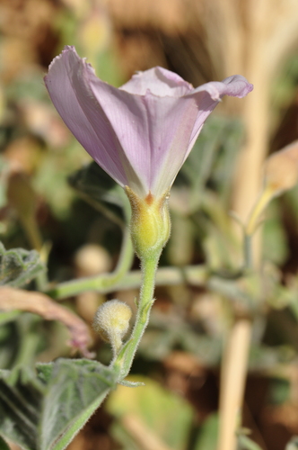 Convolvulus galaticus — photo