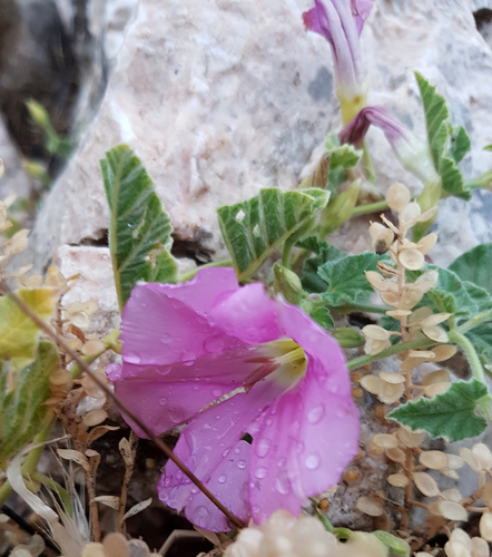 Convolvulus galaticus — photo