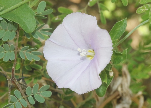 Convolvulus glomeratus — photo