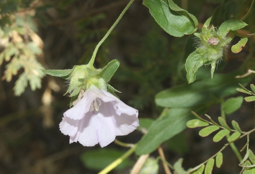 Convolvulus glomeratus — photo