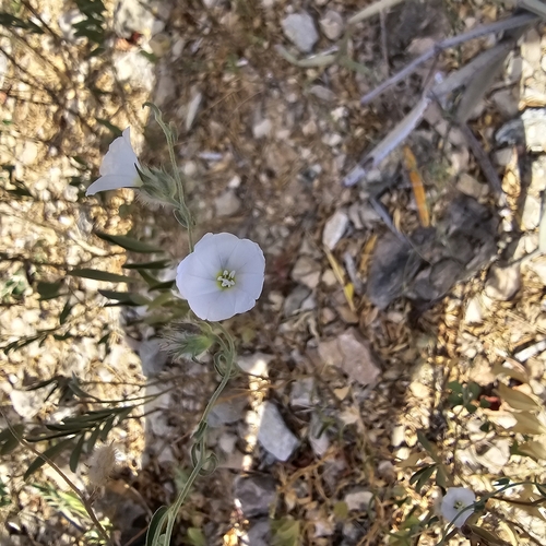 Convolvulus glomeratus