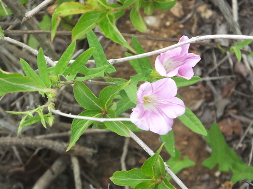 Convolvulus japonicus