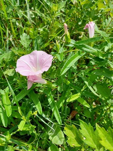 Convolvulus japonicus (Rose glorybind) — photo