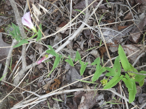 Convolvulus japonicus (Rose glorybind) — photo