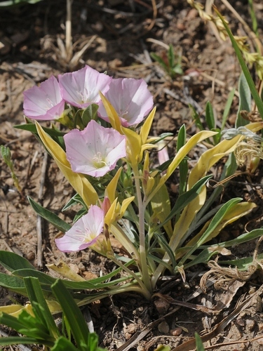 Convolvulus lineatus — photo