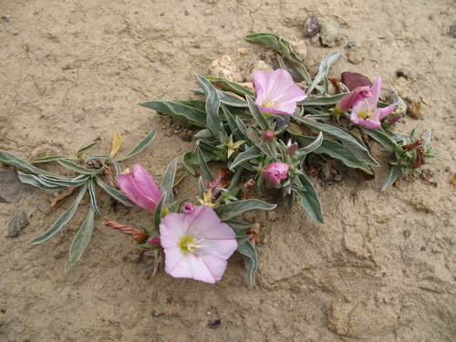 Convolvulus lineatus — photo