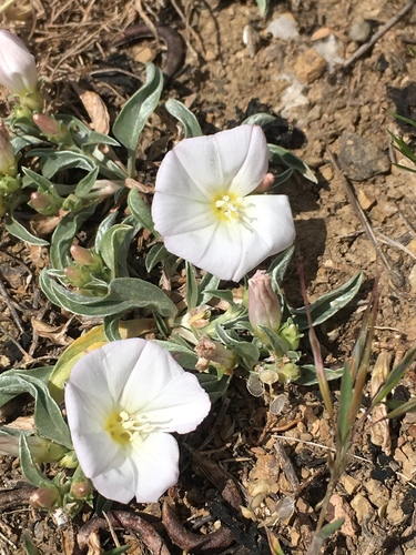 Convolvulus lineatus