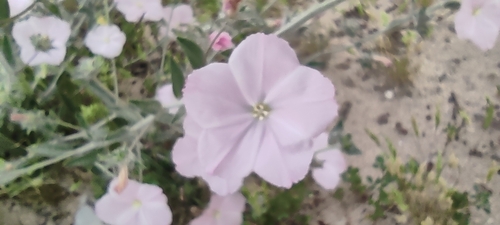 Convolvulus pilosellifolius (Morning glory) — photo