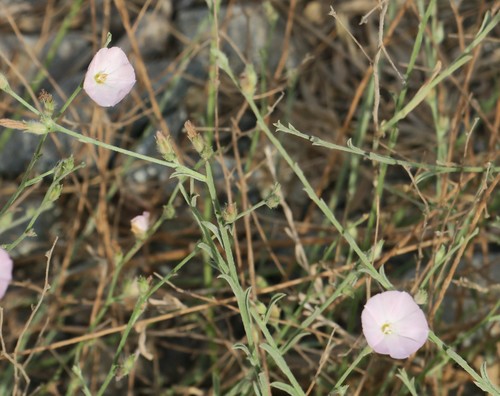 Convolvulus pilosellifolius (Morning glory) — photo