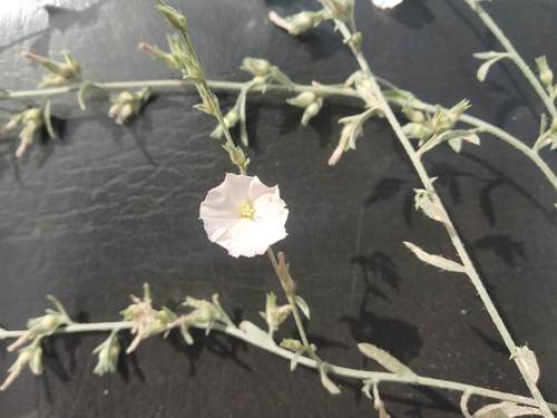 Convolvulus prostratus