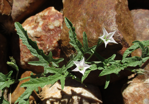 Convolvulus sagittatus (Wild morning glory) — photo