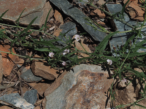 Convolvulus sagittatus (Wild morning glory) — photo