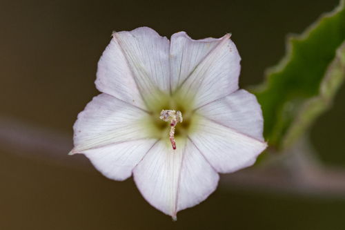 Convolvulus sagittatus