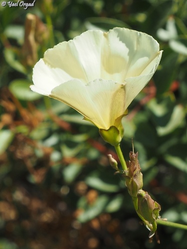 Convolvulus scammonia — photo
