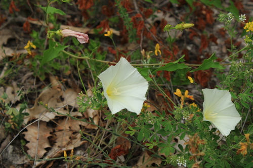 Convolvulus scammonia — photo