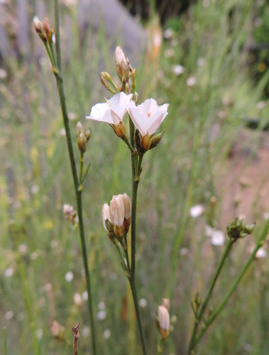 Convolvulus scoparius (Canary convolvulus) — photo