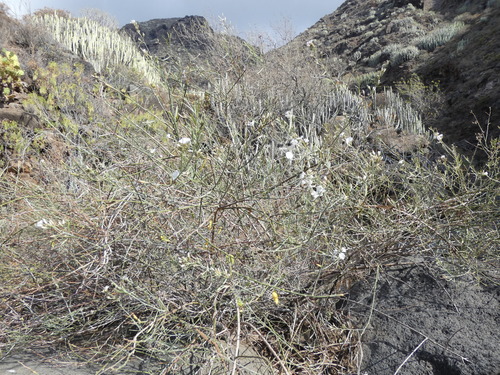 Convolvulus scoparius (Canary convolvulus) — photo