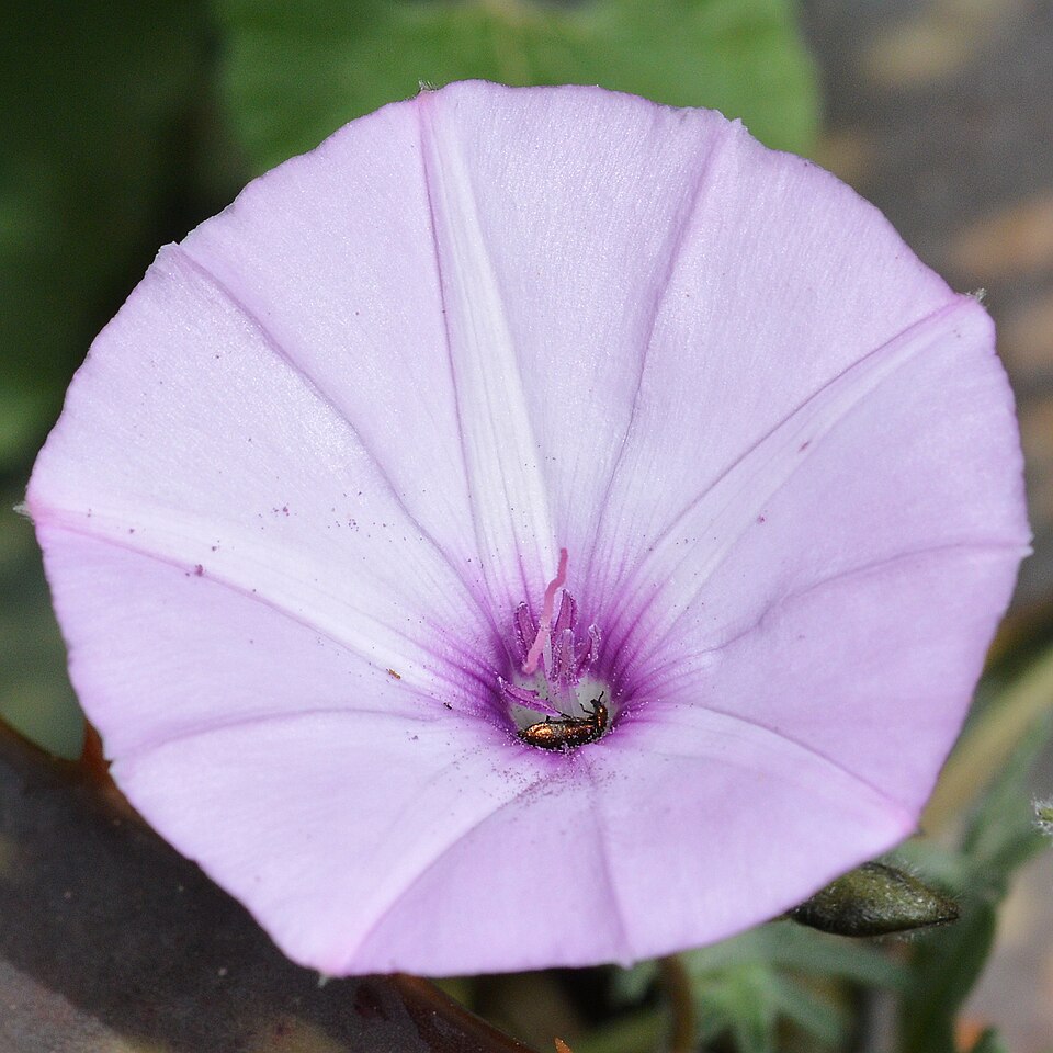 Convolvulus sp. — photo