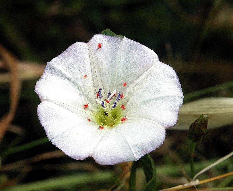 Convolvulus sp.