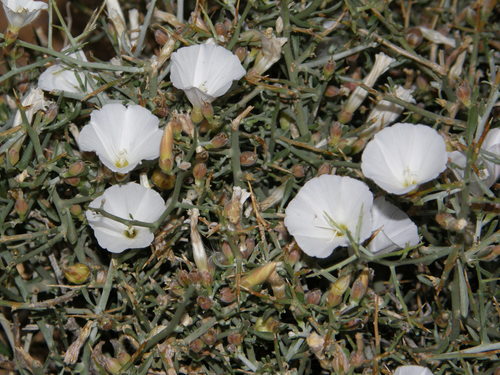 Convolvulus trabutianus — photo