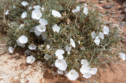 Convolvulus trabutianus — photo