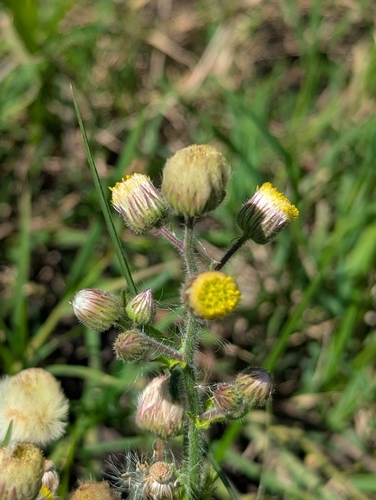 Conyza aegyptiaca (Fleabane) — photo