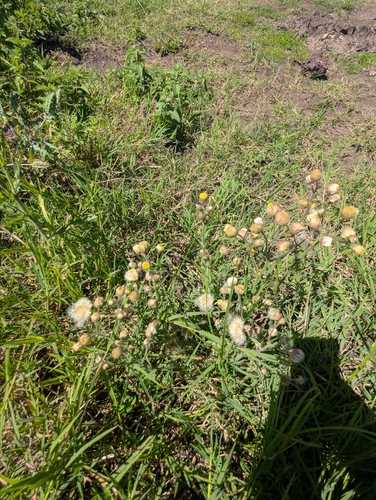 Conyza aegyptiaca (Fleabane) — photo
