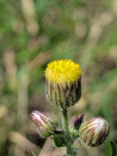 Conyza aegyptiaca