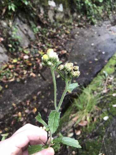 Conyza japonica