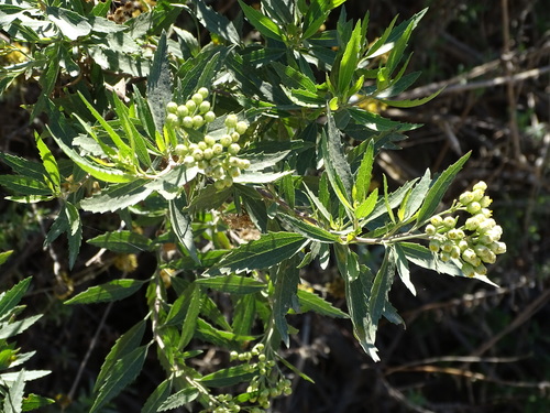 Conyza scabrida (Albany gall-stick bush) — photo
