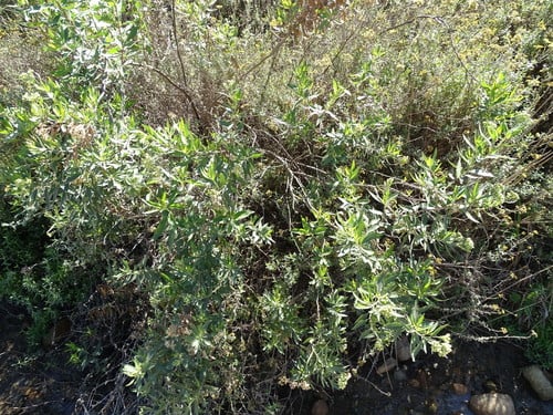 Conyza scabrida (Albany gall-stick bush) — photo