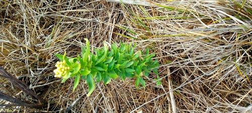 Conyza scabrida