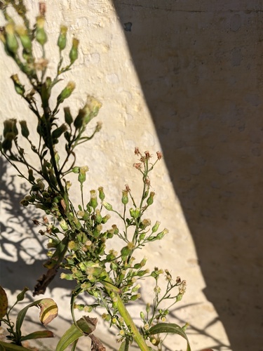 Conyza sumatrensis (Tall fleabane) — photo