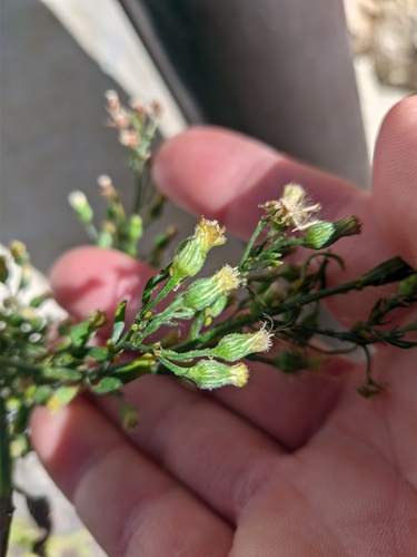 Conyza sumatrensis (Tall fleabane) — photo