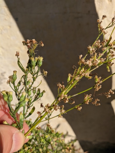 Conyza sumatrensis