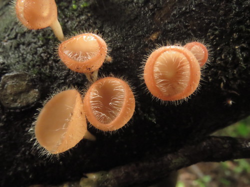 Cookeina speciosa — photo