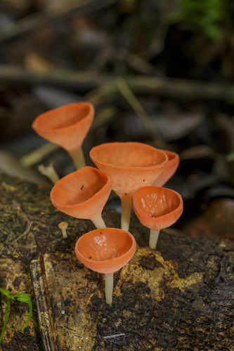 Cookeina speciosa — photo