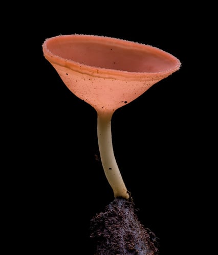 Cookeina speciosa
