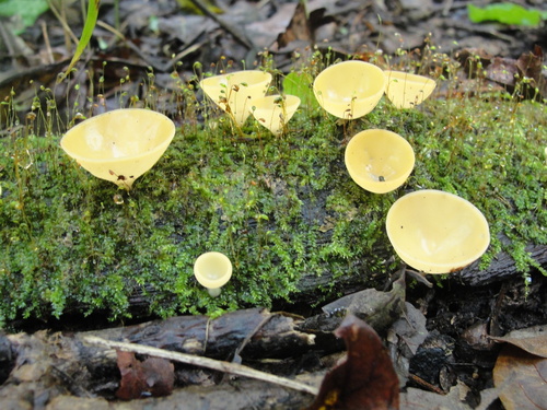 Cookeina sulcipes — photo