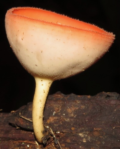 Cookeina sulcipes