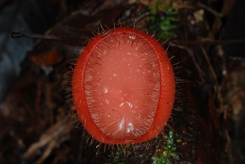 Cookeina tricholoma — photo
