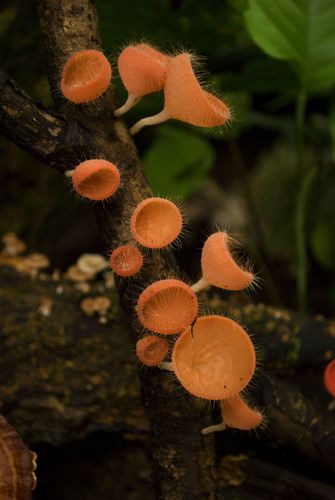 Cookeina tricholoma — photo