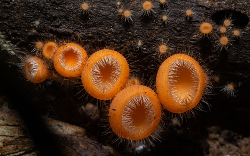 Sarcoscyphaceae