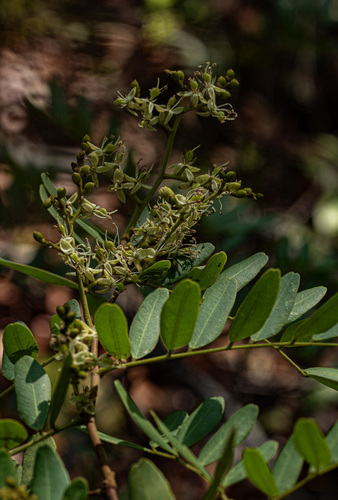 Copaifera baumiana — photo