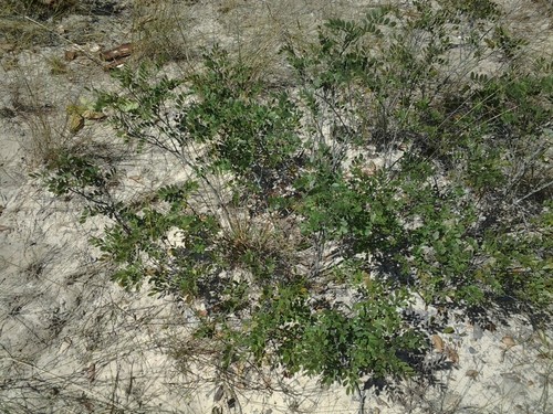 Copaifera baumiana