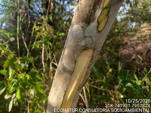 Copaifera martii (Martius copal tree) — photo