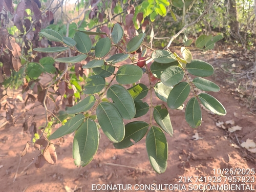 Copaifera martii (Martius copal tree) — photo