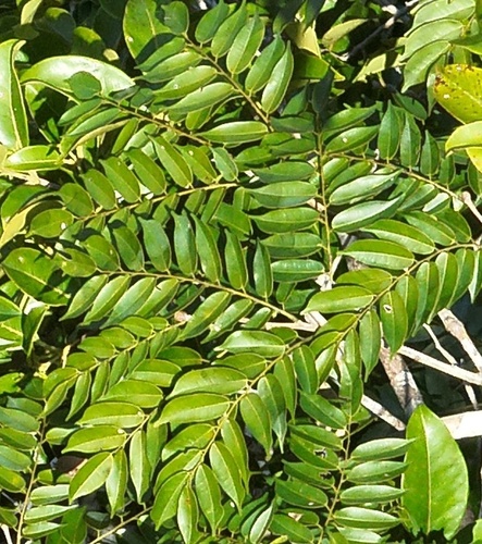 Copaifera multijuga (Copaiba) — photo