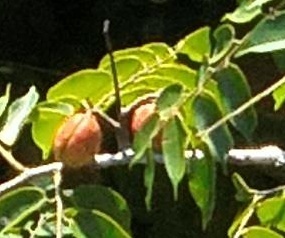Copaifera multijuga (Copaiba) — photo